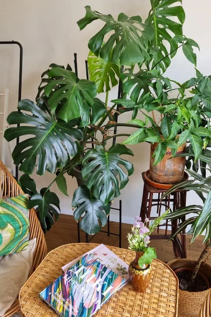 Kyiv Jungle Apartment Ukraine